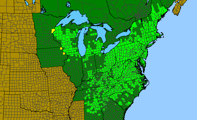 The range of Lysimachia quadrifolia